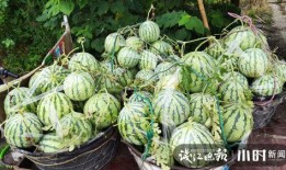 威海吃瓜网红是谁啊图片,吃瓜达人背后的故事”