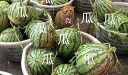 娱乐吃瓜酱吃到自己的瓜,娱乐吃瓜酱意外吃到自己的瓜