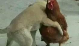 鹏哥爆料牛和鸡的视频,牛与鸡的神秘视频大揭秘