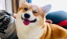 柯基最新爆料图片高清,高清美照曝光引网友热议