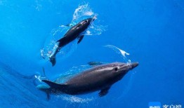 新闻爆料海鱼视频播放大全