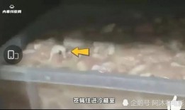 华莱士爆料最新,揭秘娱乐圈惊人内幕