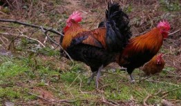 鹏哥爆料牛和鸡的视频,牛与鸡的神秘视频大揭秘