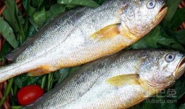 新闻爆料海鱼视频播放大全