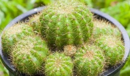 仙人球吃瓜娱乐