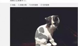 娱乐圈猫奴爆料,揭秘明星与爱宠的甜蜜日常