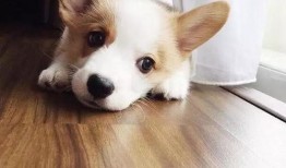 柯基最新爆料图片高清,高清美照曝光引网友热议