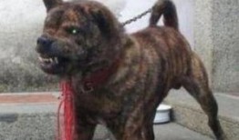 兽境猎犬爆料视频完整版,完整版爆料视频深度解析