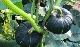 威海吃瓜网红是谁啊图片,吃瓜达人背后的故事”