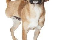 兽境猎犬爆料视频完整版,完整版爆料视频深度解析