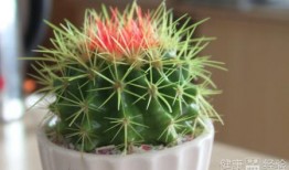 仙人球吃瓜娱乐